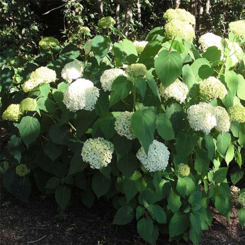 Pallohortensia Annabelle (Kasvutapa)