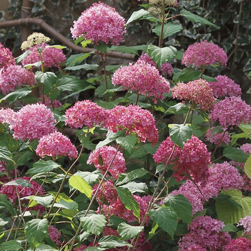 Pallohortensia Bella Anna (Kukinta)