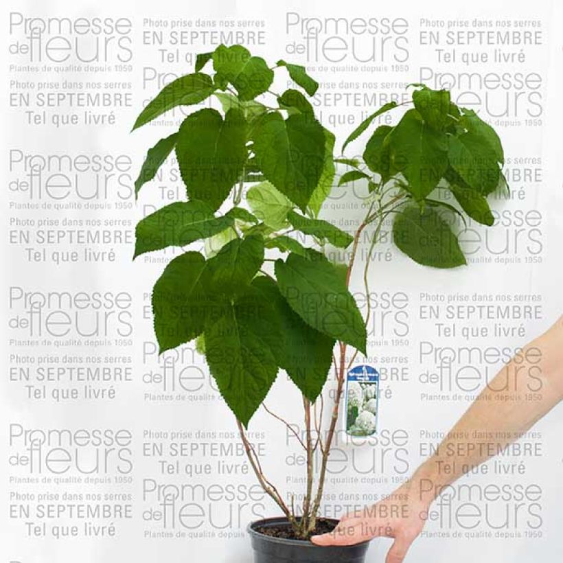 Esimerkki toimitetusta Pallohortensia Bella Anna 4 litran/5 litran ruukku, Pensas-taimesta