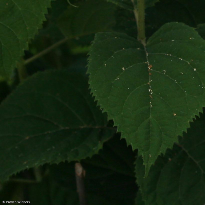 Pallohortensia BellaRagazza Blanchetta (Lehvistö)