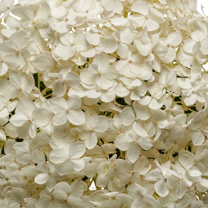 Pallohortensia BellaRagazza Blanchetta (Kukinta)
