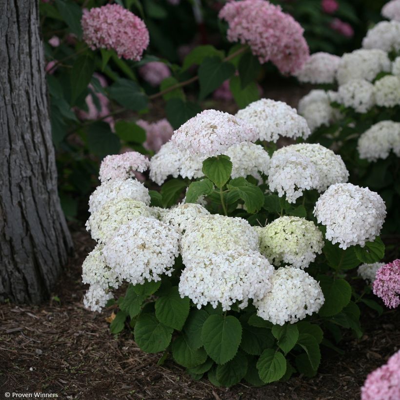 Pallohortensia BellaRagazza Blanchetta (Kasvutapa)