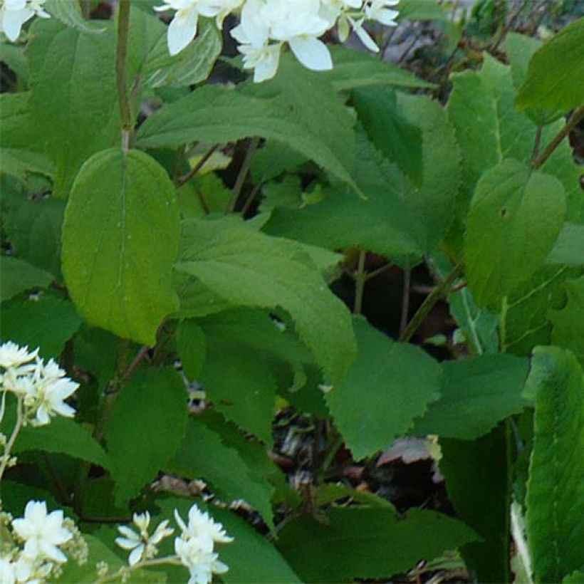 Pallohortensia Hayes Starbust (Lehvistö)