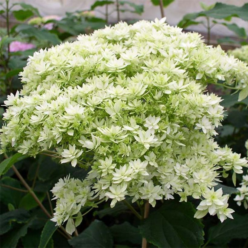 Pallohortensia Hayes Starbust (Kukinta)