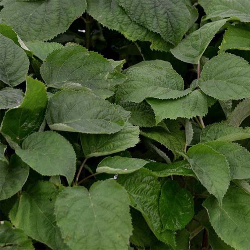 Pallohortensia Strong Annabelle (Lehvistö)