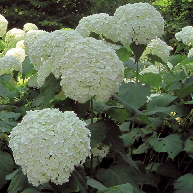 Pallohortensia Strong Annabelle (Kukinta)