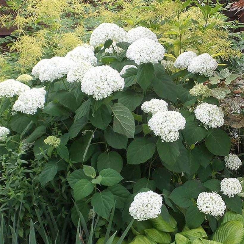 Pallohortensia Strong Annabelle (Kasvutapa)