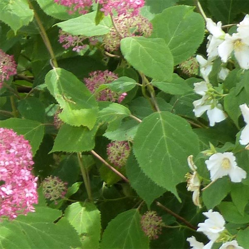 Pallohortensia Pink Annabelle (Lehvistö)