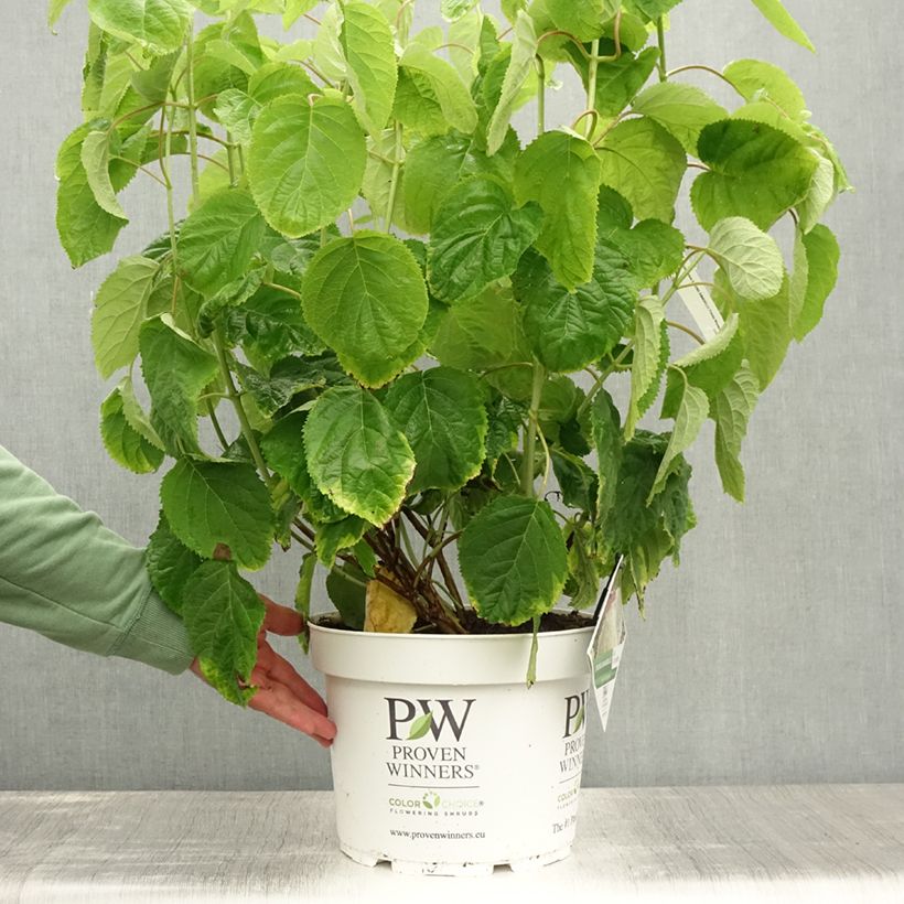 Esimerkki kesällä toimitetusta Pallohortensia Strong Annabelle 7,5 litran / 10 litran ruukku-taimesta