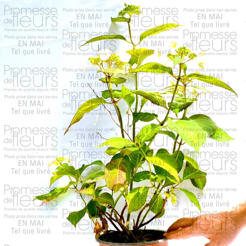 Esimerkki toimitetusta Jalohortensia Dolce Kiss 2 litran/3 litran ruukku, Pensas-taimesta