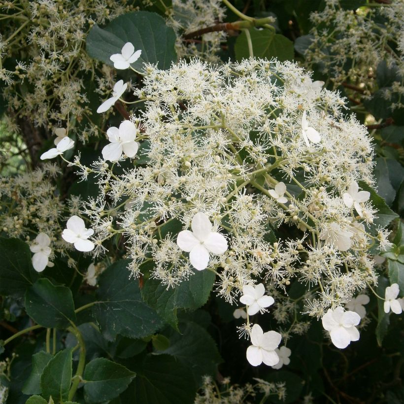 Köynnöshortensia ssp. petiolaris (Kukinta)