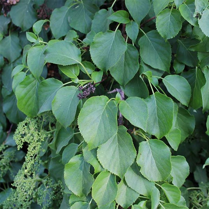 Köynnöshortensia ssp. petiolaris (Lehvistö)