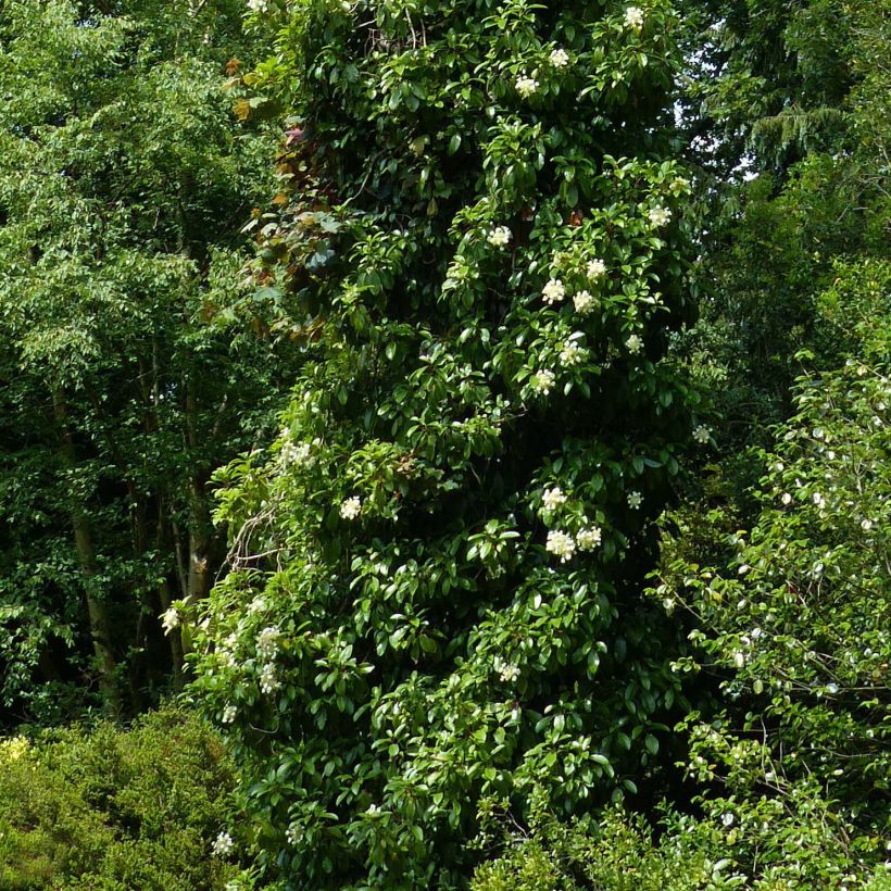 Köynnöshortensia - Hydrangea seemanii (Kasvutapa)