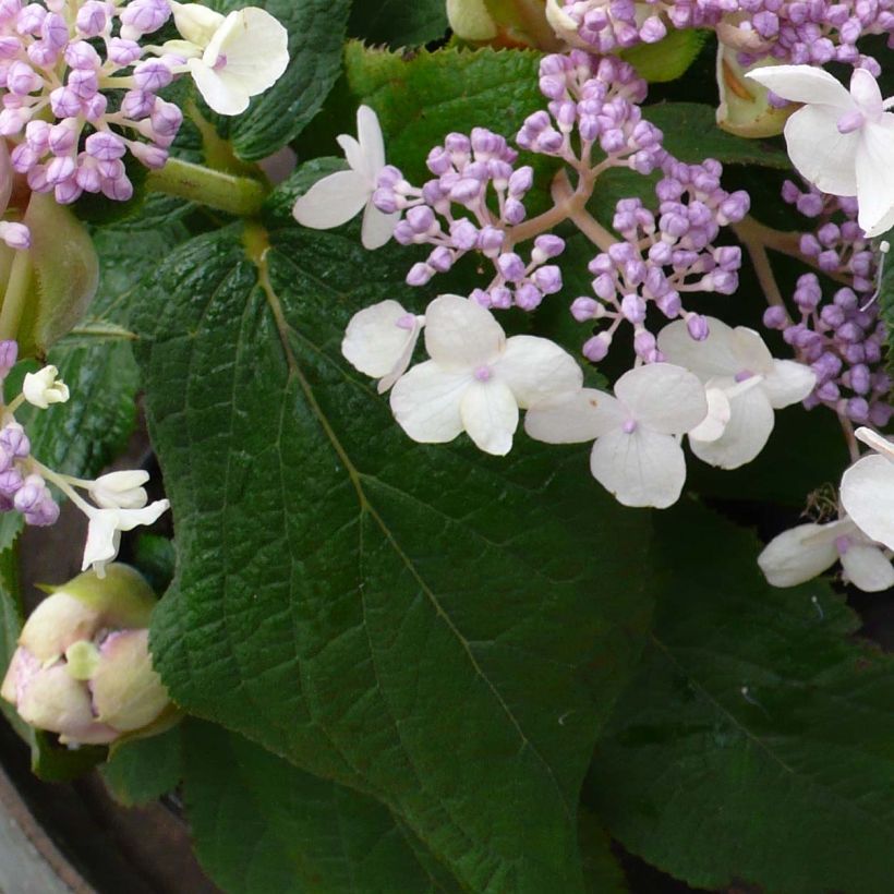Kehtohortensia Late Love (Lehvistö)