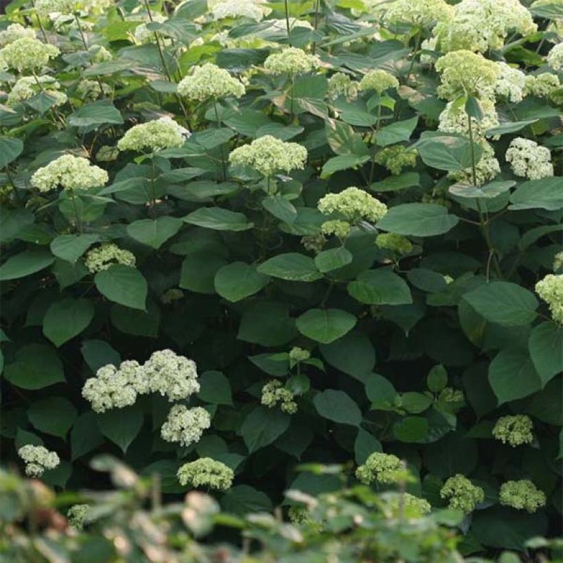 Pallohortensia Lime Rickey (Lehvistö)