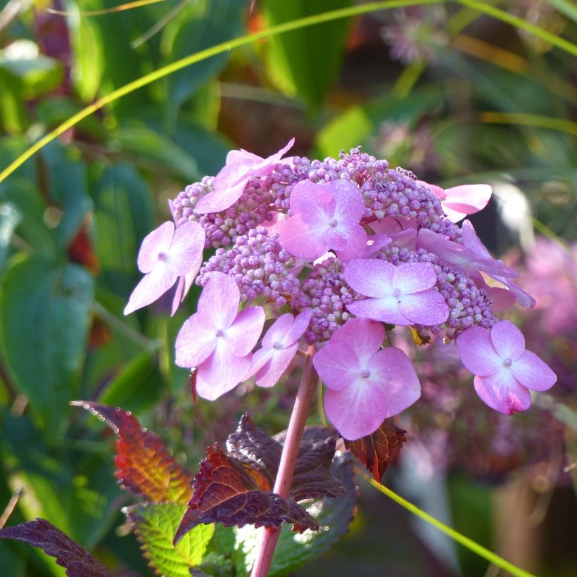 Jalohortensia Endless Summer Twist and Shout (Kukinta)