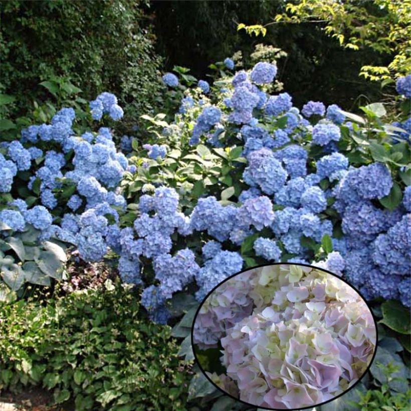 Jalohortensia Generale Vicomtesse de Vibraye (Kasvutapa)