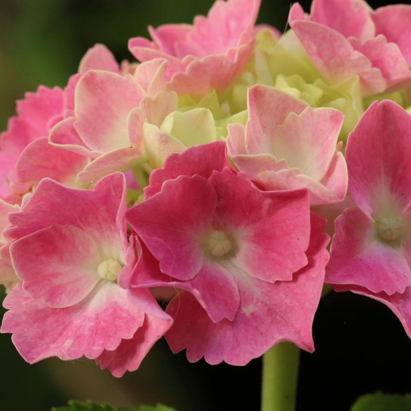 Jalohortensia Gertrud Glahn (Kukinta)