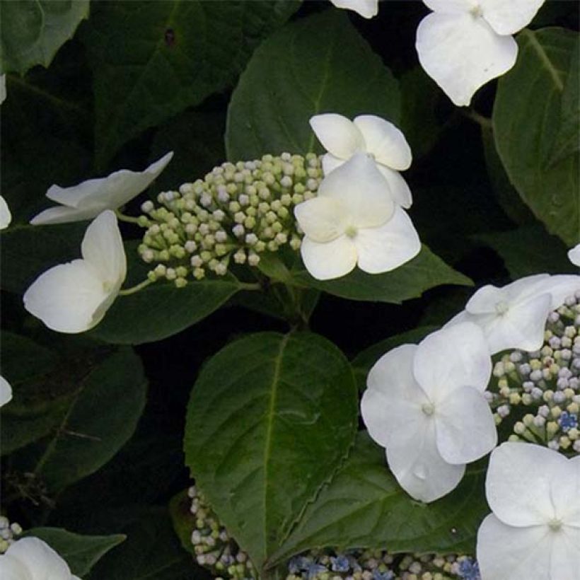Jalohortensia Great Star Blanc Bleu (Lehvistö)
