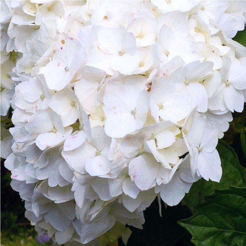 Jalohortensia Immaculata (Kukinta)