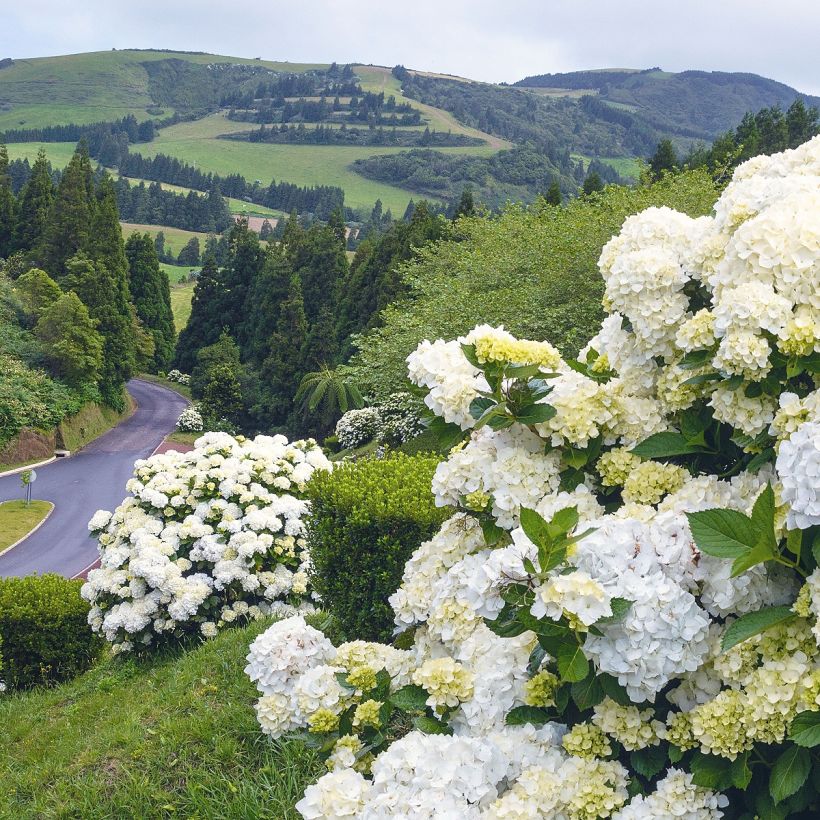 Jalohortensia Immaculata (Kasvutapa)