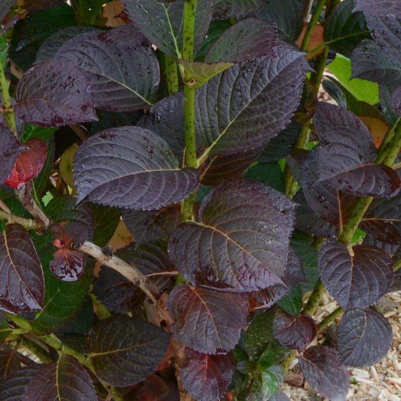Jalohortensia Julisa (Lehvistö)