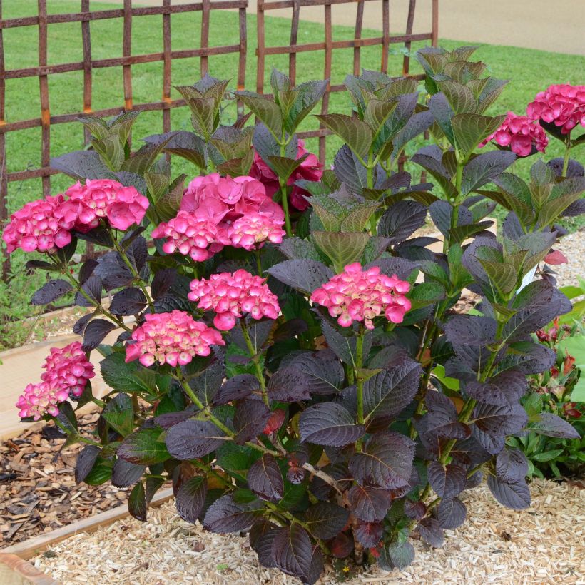 Jalohortensia Julisa (Kasvutapa)