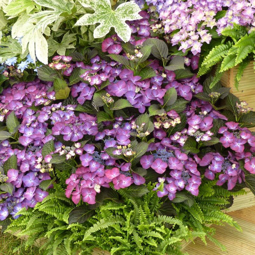 Jalohortensia Royalty Kardinal Violet (Kasvutapa)