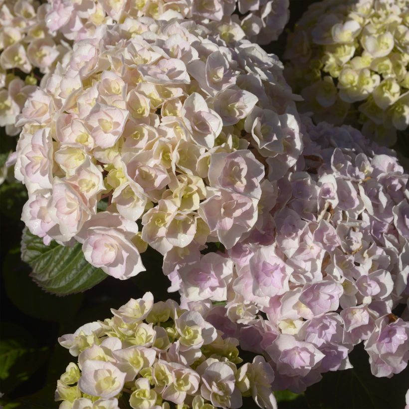 Jalohortensia Kazan (Kukinta)