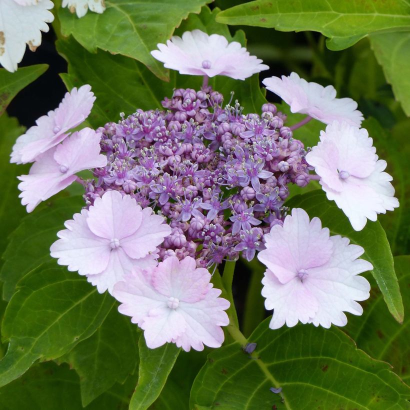 Jalohortensia Koria (Kukinta)