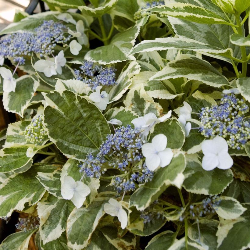 Jalohortensia Light'o'Day (Lehvistö)