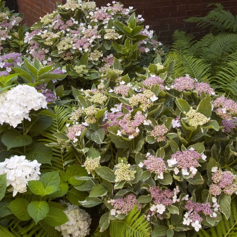 Jalohortensia Light'o'Day (Kasvutapa)