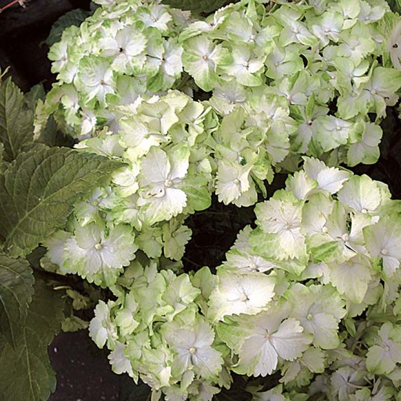 Jalohortensia Magical Jade (Kukinta)