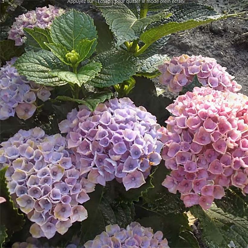 Jalohortensia Magical Revolution Bleu (Kukinta)