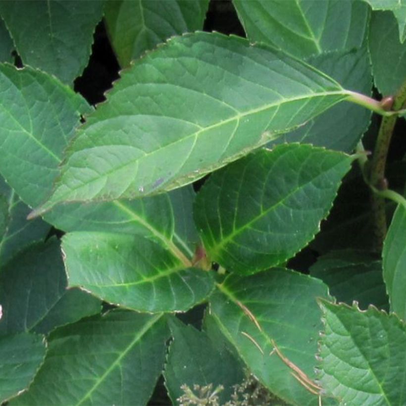 Jalohortensia Mariesii Perfecta (Lehvistö)