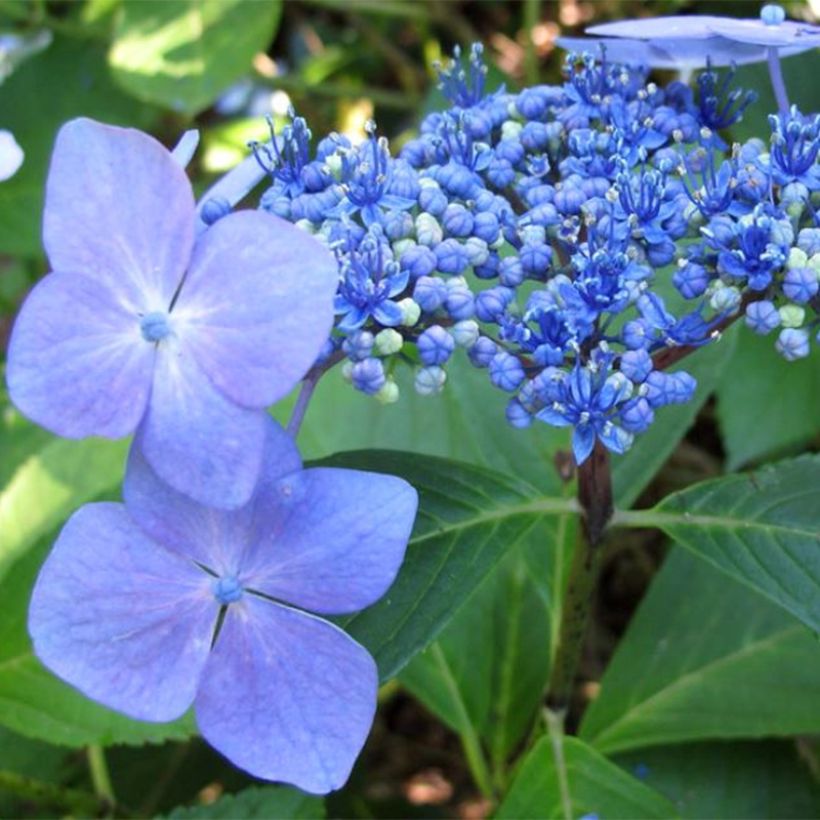 Jalohortensia Mariesii Perfecta (Kukinta)