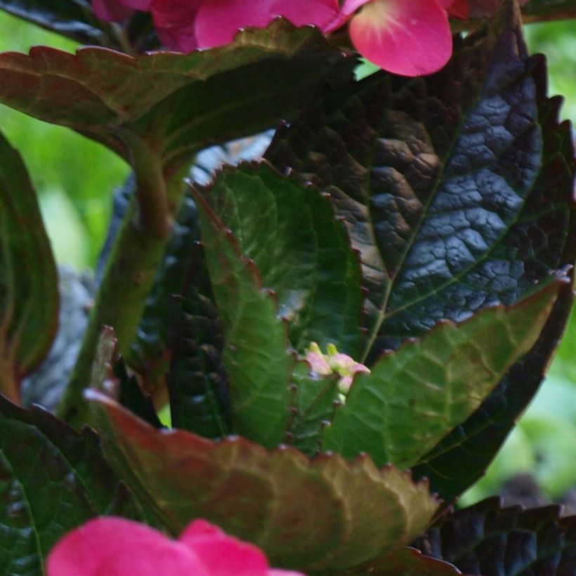 Jalohortensia Merveille Sanguine (Lehvistö)