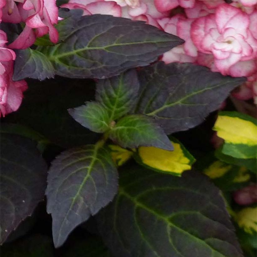 Jalohortensia Miss Saori (Lehvistö)