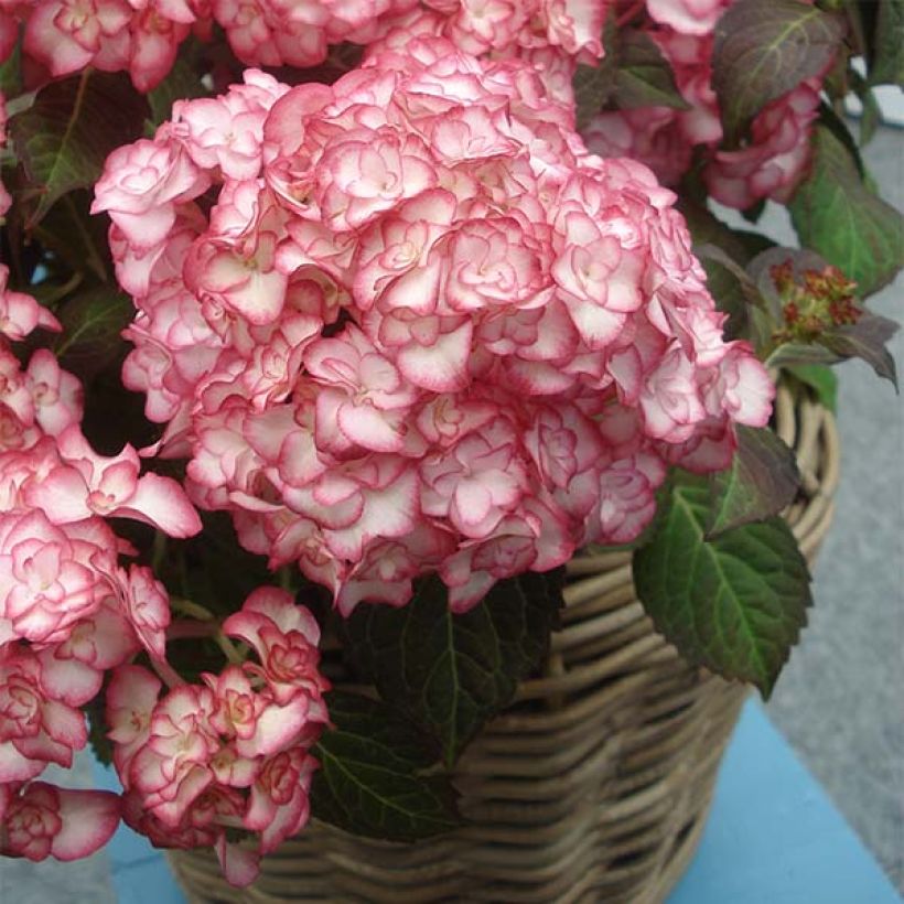 Jalohortensia Miss Saori (Kasvutapa)