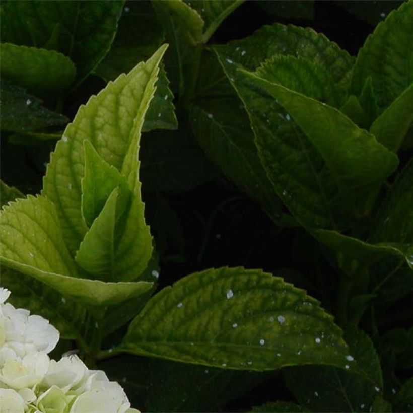 Jalohortensia Mme Emile Mouillière (Lehvistö)
