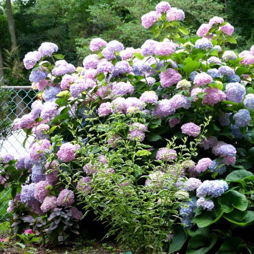 Jalohortensia Nikko Blue (Kasvutapa)