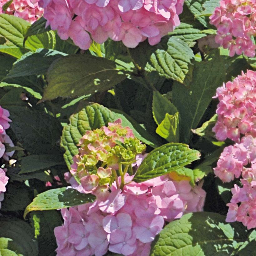 Jalohortensia So Long Rosy (Lehvistö)