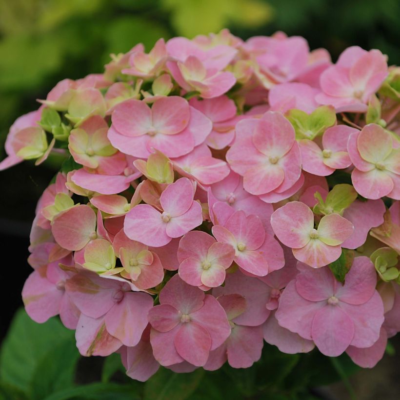 Jalohortensia So Long Rosy (Kukinta)