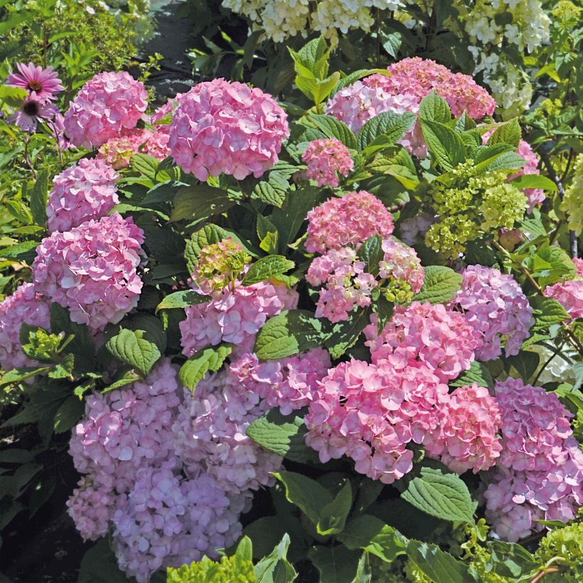 Jalohortensia So Long Rosy (Kasvutapa)