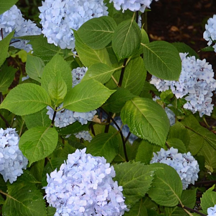 Jalohortensia So Long Ebony (Lehvistö)