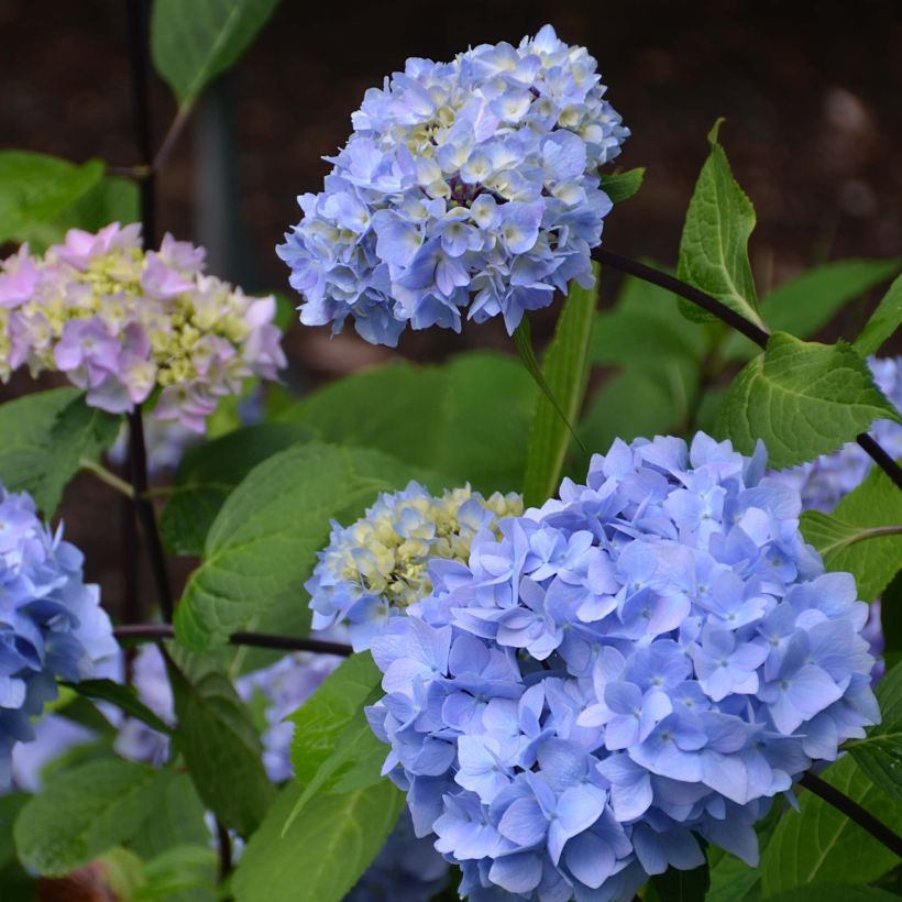 Jalohortensia So Long Ebony (Kukinta)
