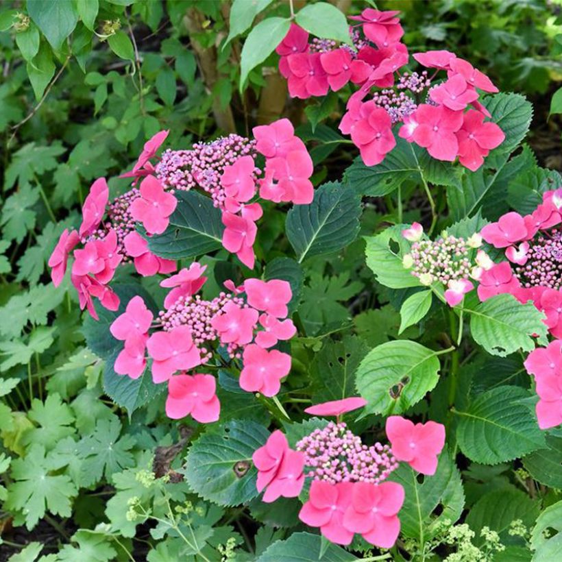 Jalohortensia Teller Red (Kasvutapa)