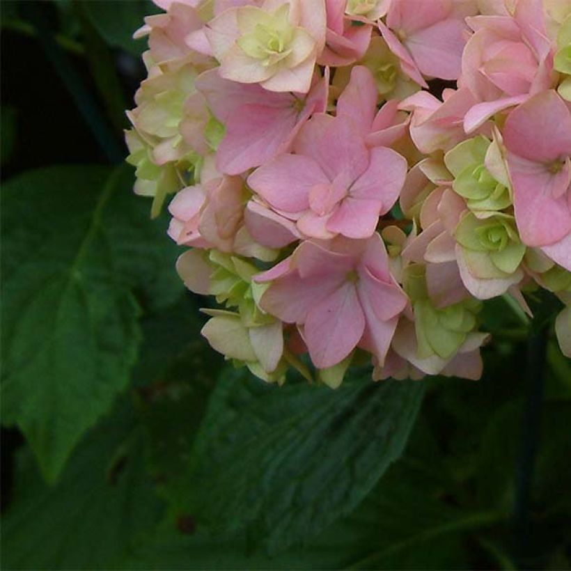 Jalohortensia You and Me Together (Lehvistö)