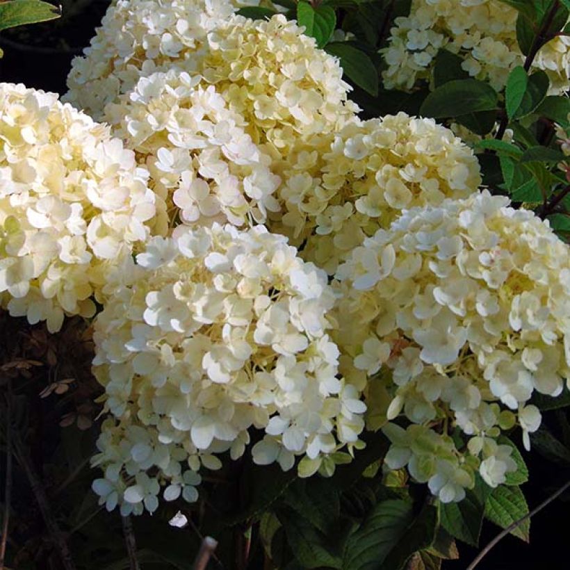 Syyshortensia Bobo (Kukinta)