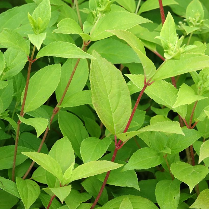 Syyshortensia Confetti (Lehvistö)